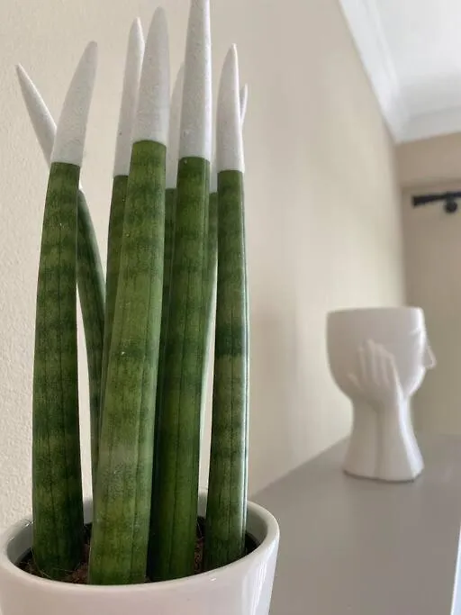 Cozy Flat Appartments In Tirana Apartament